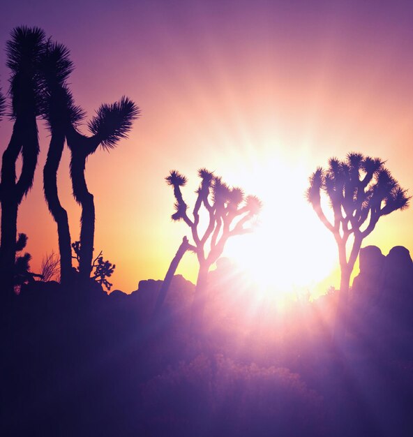 Joshua tree