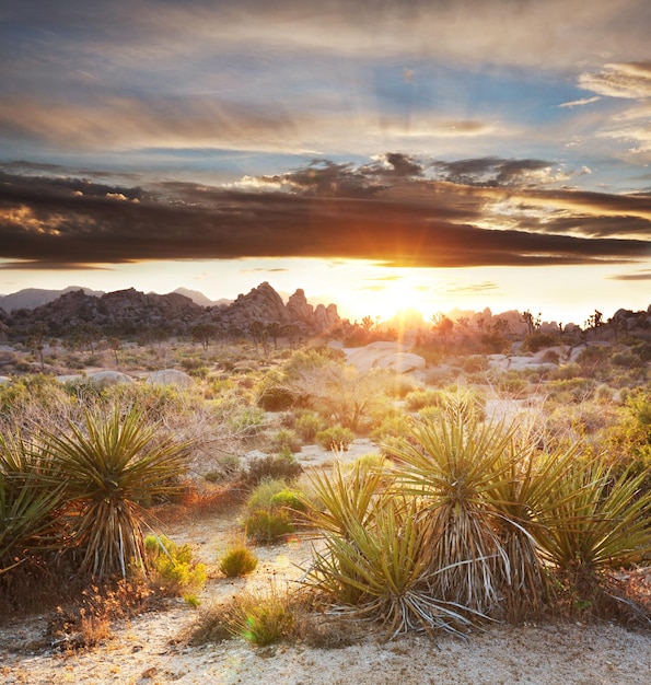 Joshua tree