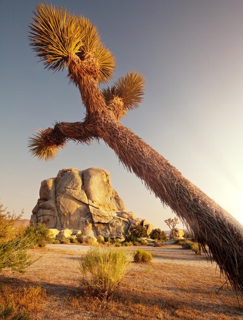 Joshua tree