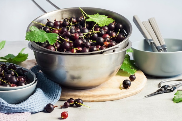 The jostaberry (Ribes x nidigrolaria) hybrid of a black currant and gooseberry