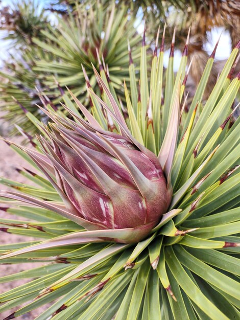 A joushua tree bud