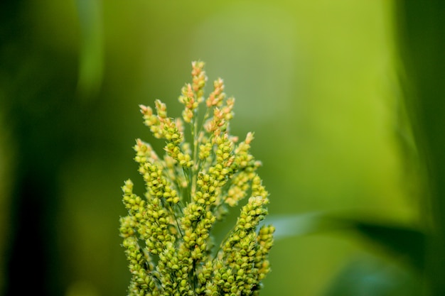 Jowar graanveld