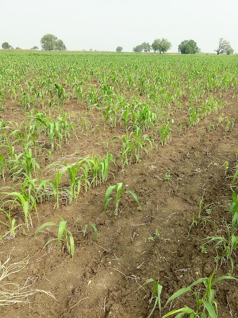 Jowar grain field at india