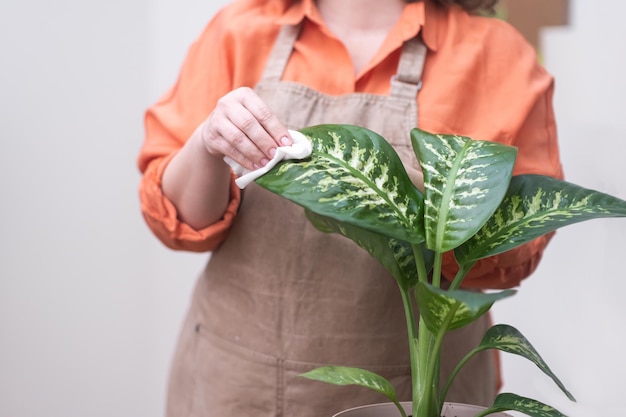 Joy of home gardening woman cleaning house plant leaf Perfect hobby for springtime