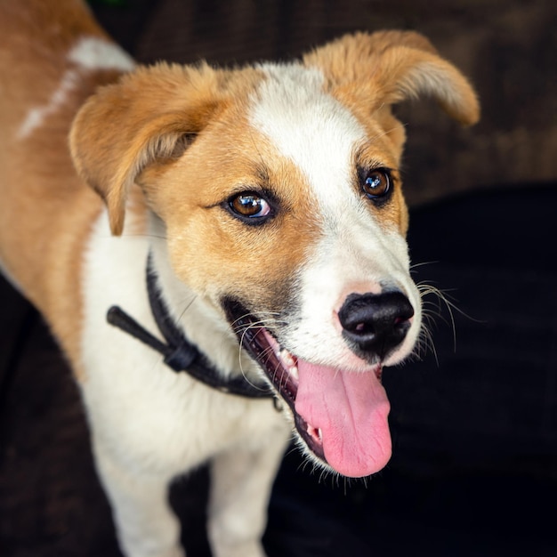 鳥小屋でうれしそうな陽気な幸せな子犬