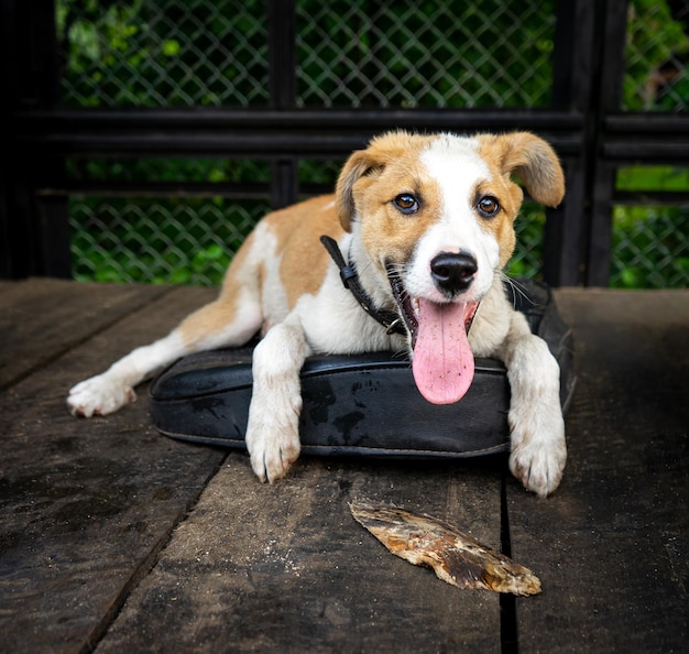 Joyful cheerful happy puppy in the aviary