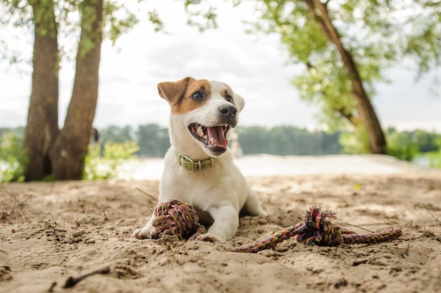 ビーチでロープで遊んでうれしそうでかわいいジャックラッセルテリアの子犬