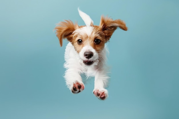 喜び の 犬 が 青い 背景 に よっ て 飛び跳ねる