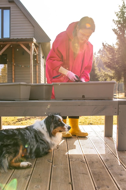 Joyful gardening session with a woman in a pink coat and a playful dog on a sunny backyard deck near a wooden house