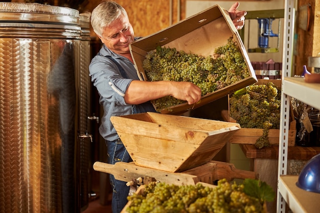 Joyful winemaker smiling while loading a bunch of white grapes into a crusher for making juice