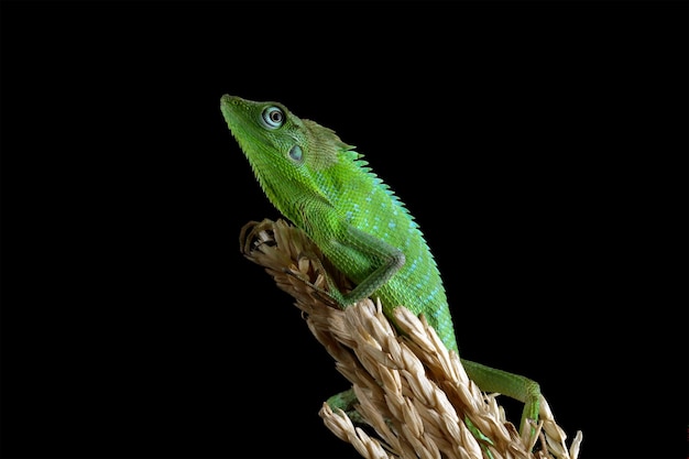 Jubata green lizard on a black background