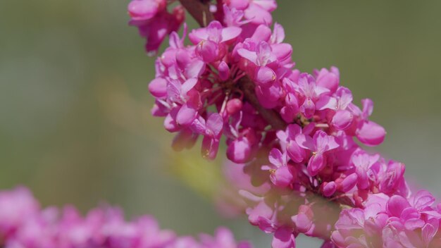 Judas tree in blossom the deep pink flowers it is native to southern europe and western asia close