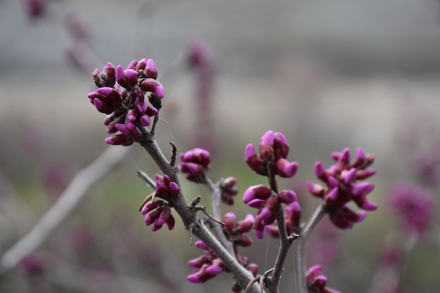 Judas-tree