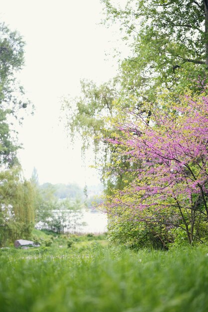 Judasboom. Voorjaarsbloeiend met kleine lila bloemen