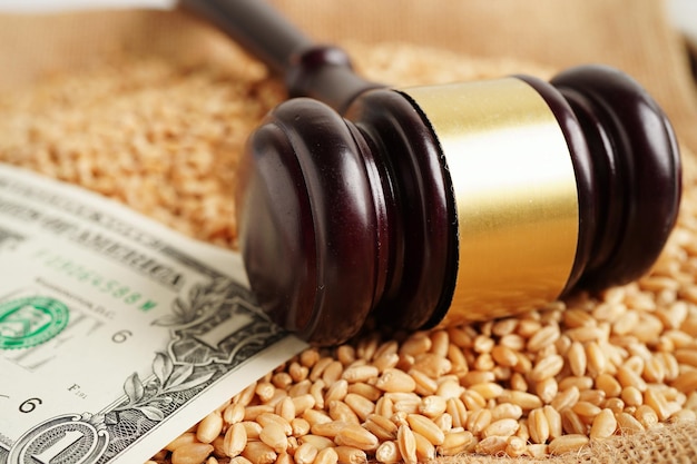 Judge hammer on wheat grains from organic agriculture farm agricultural law concept