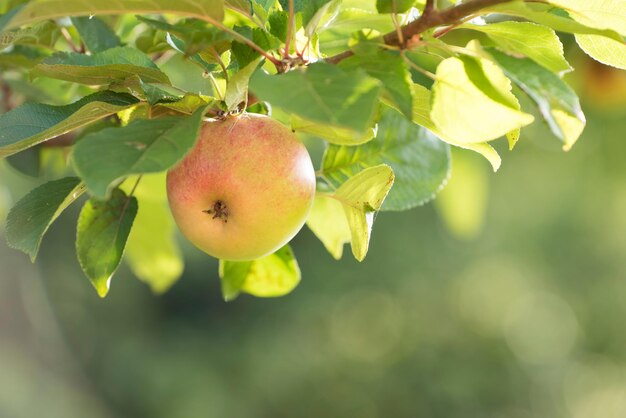Сочное яблоко, растущее на дереве в саду на открытом воздухе с копирайтом Вкусные спелые фрукты, готовые собирать урожай на ветке Чистые органические продукты, выращиваемые в естественной среде