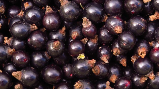 Juicy berries of black currant background Summer
