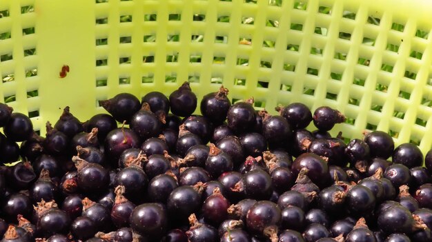 Juicy berries of black currant background Summer