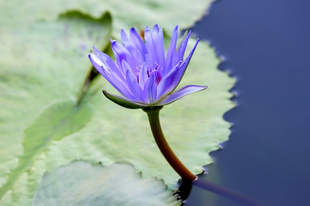 Juicy blossoming Lotus with dragonfly closeup