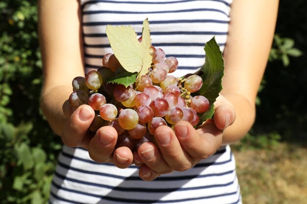 Succoso grappolo di uva rossa nelle mani della donna da vicino