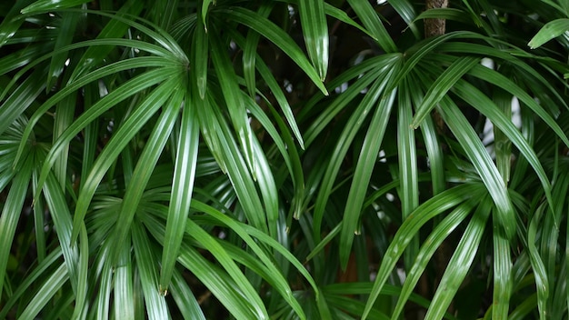 Juicy exotic tropical jungle leaves. Lush foliage in garden. Natural dark green summer rain forest.