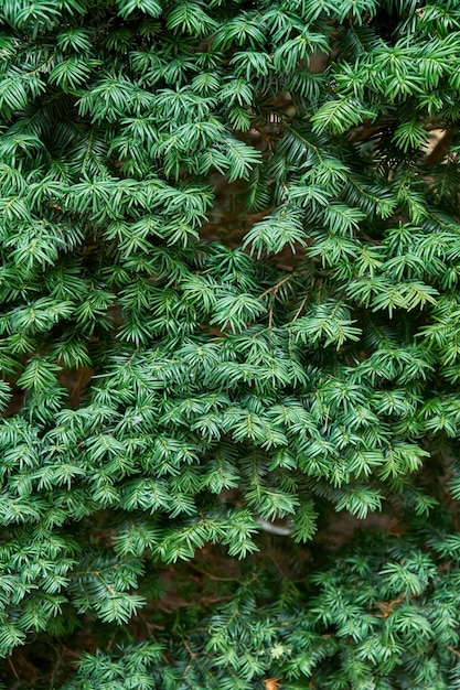 Juicy green branches of common yew as floral background closeup