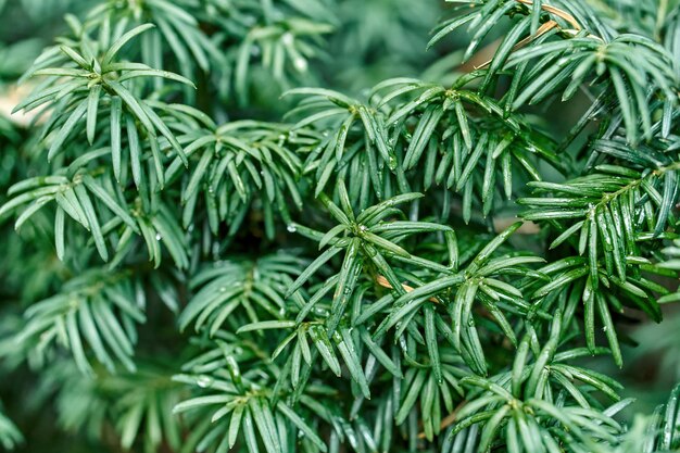 Juicy green branches of common yew as floral background extreme closeup