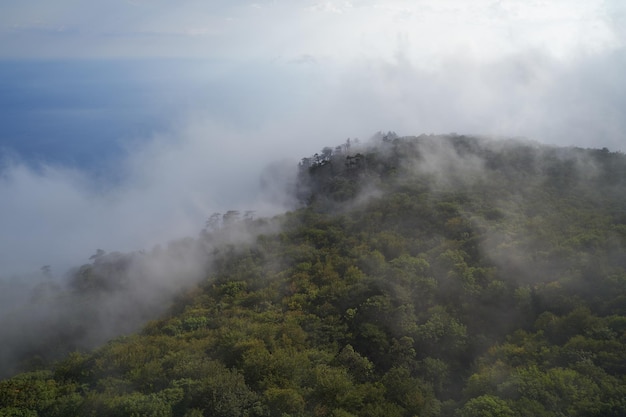 山の中のジューシーな緑の森は雲に埋もれています