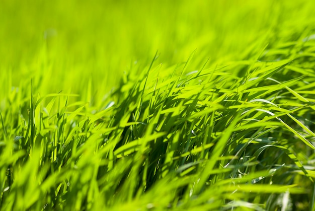 Juicy green grass Background texture