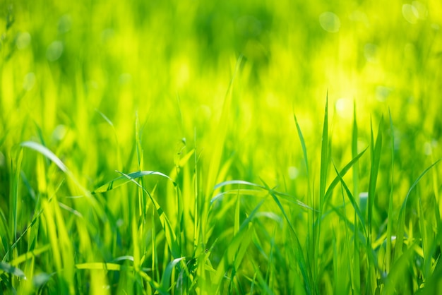 Erba verde succosa, fuoco molle del bello fondo