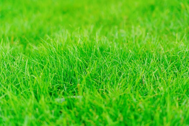 Juicy Green grass grows on the lawn in the park, selective focus