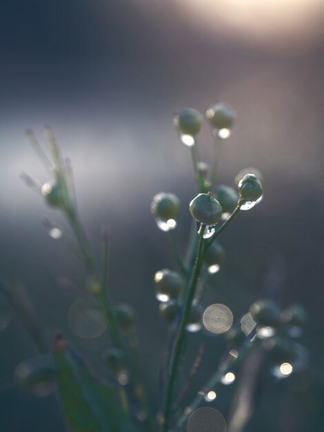 Juicy green grass on meadow with drops of water dew in morning light in summer