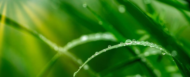 Juicy green grass with dew drops Fresh green natural abstract background The concept of freshness and coolness