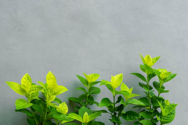 Сочная зелень на фоне серой бетонной стены с копией пространства