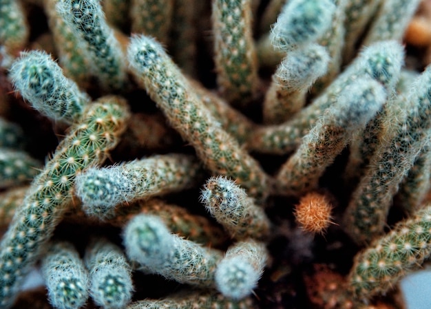 Juicy indoor plant cactus close-up. The texture of a prickly cactus. The curved stems of the plant.