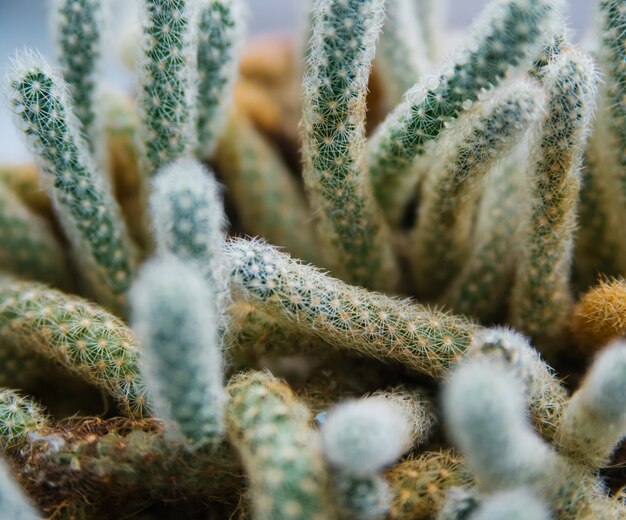 Primo piano succoso del cactus della pianta d'appartamento la trama di un cactus spinoso.