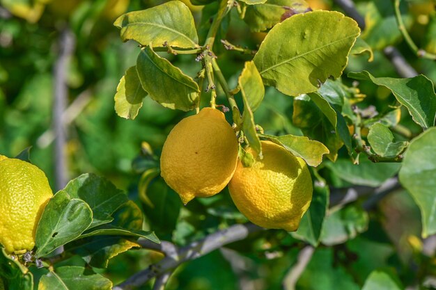 juicy lemons on a tree branch in the Mediterranean 20