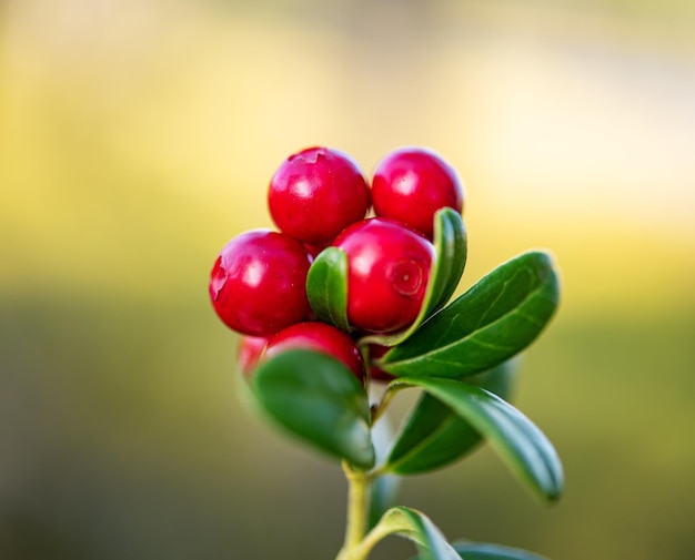 Juicy lingonberries on a branch in the forest Macro and close up view