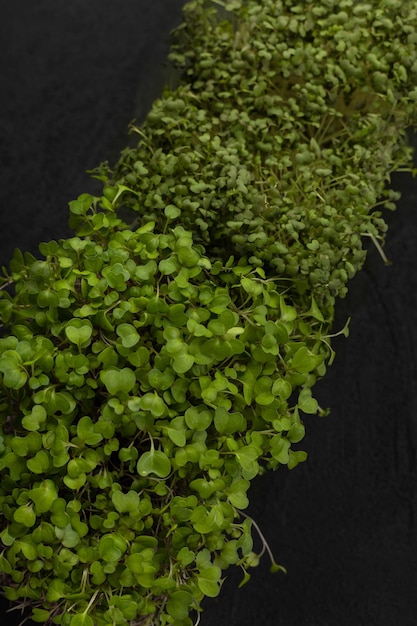 Juicy microgreens in a box on a black background