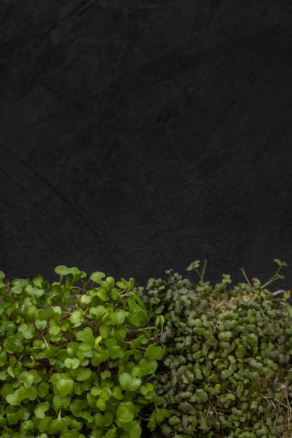 Juicy microgreens in a box on a black background