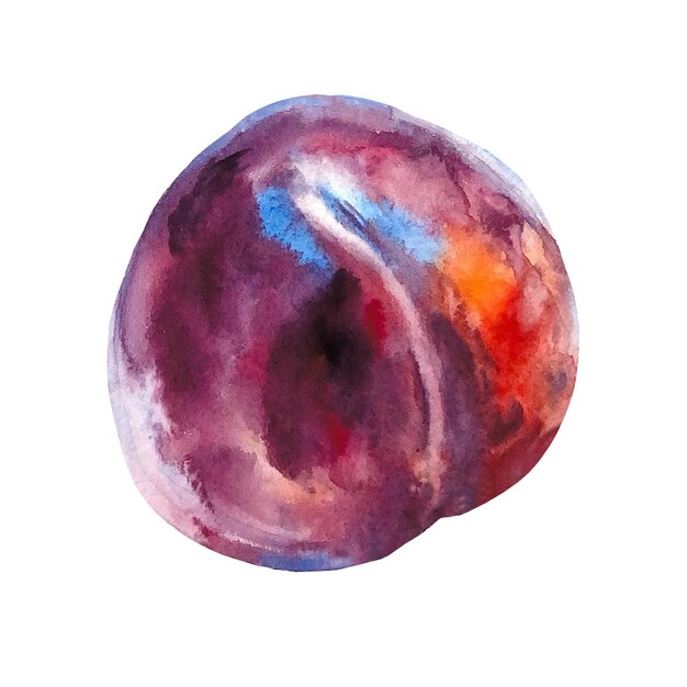 Juicy plum on an isolated on a white background Realistic illustration with watercolor hand drawn