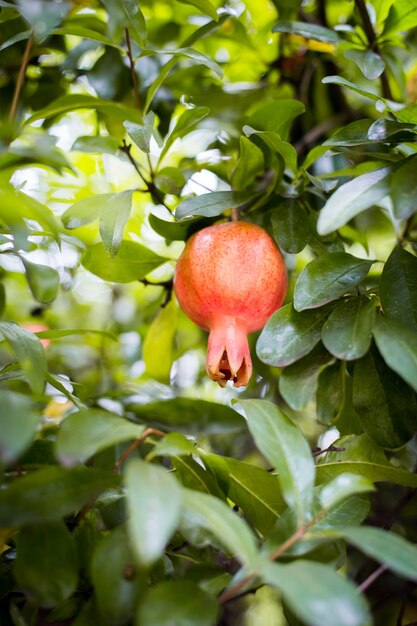 Juicy pomegranate on a branch. Ripe pomegranate fruit on tree, autumn garden