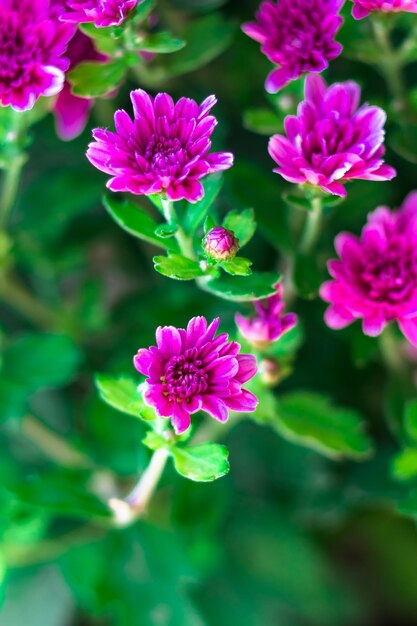 Juicy postcard with pink chrysanthemums Flowers closeup