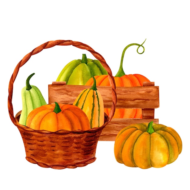 Juicy pumpkin into wooden box with basket watercolor botanical illustration for prints invitations cards for the autumn holidays Thanksgiving Halloween harvest festival farmers market