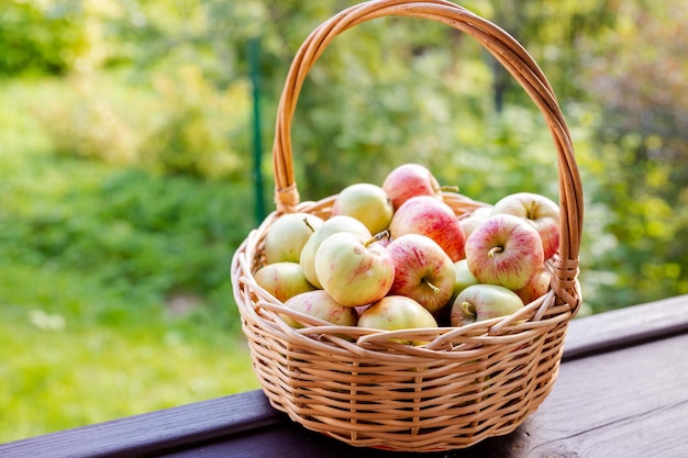 Juicy red apples in a basket space for text apple harvest theme\
basket with heap of red fresh apples harvest in fall garden