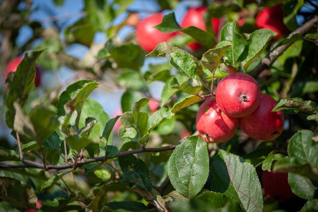 Juicy red apples on a branch in the garden Apple harvest theme