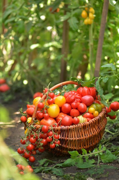 Juicy red tomatoes in basket lying in the summer grass