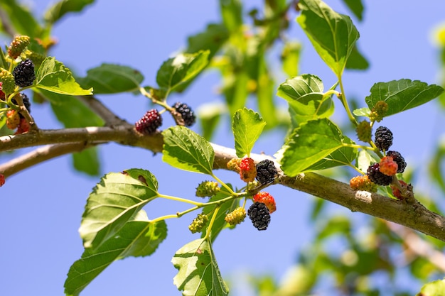 Juicy ripe black mulberries hang on a branch. Harvesting fruits in the garden.