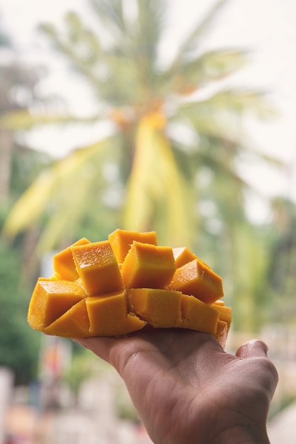 Juicy, ripe mango in hand on a palm tree