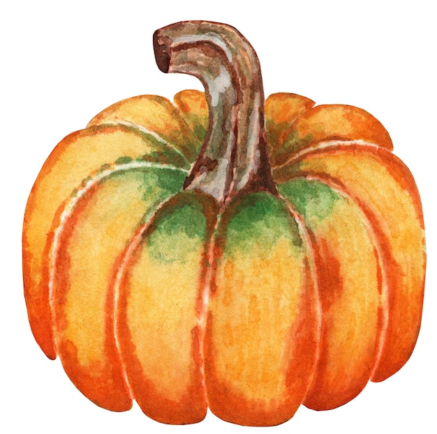 Juicy ripe orange pumpkin Illustration for Halloween and Thanksgiving Day Isolirvan on a white